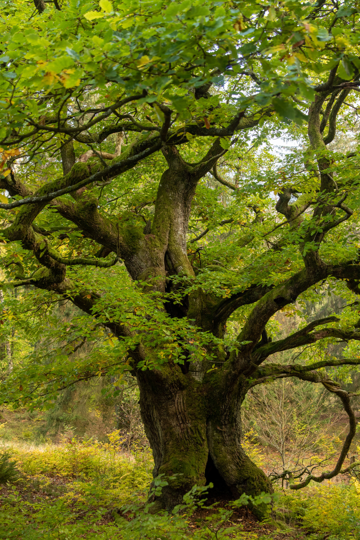 Der Kellerwald Naturfotografie Peter Ulrich