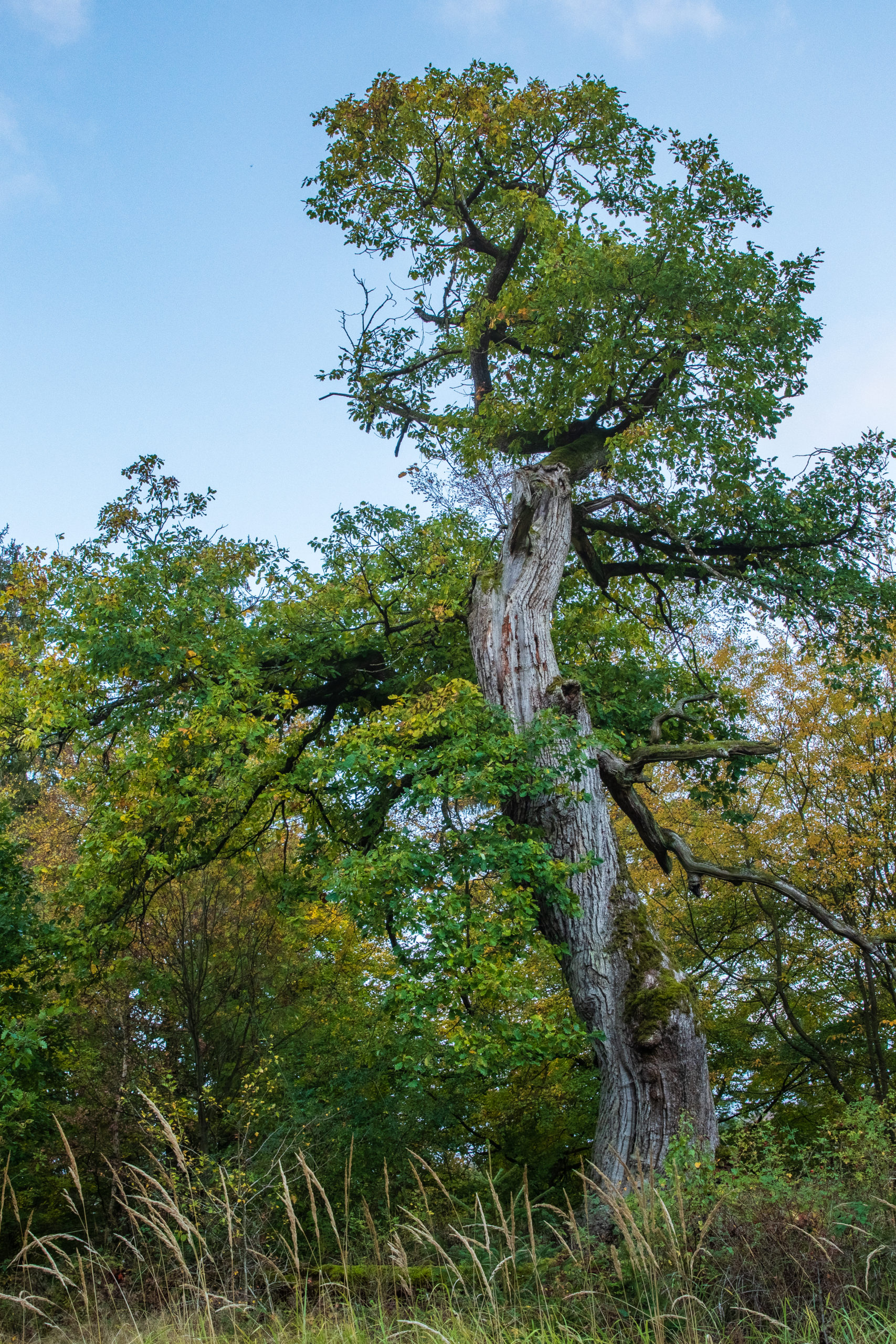 Der Kellerwald Naturfotografie Peter Ulrich