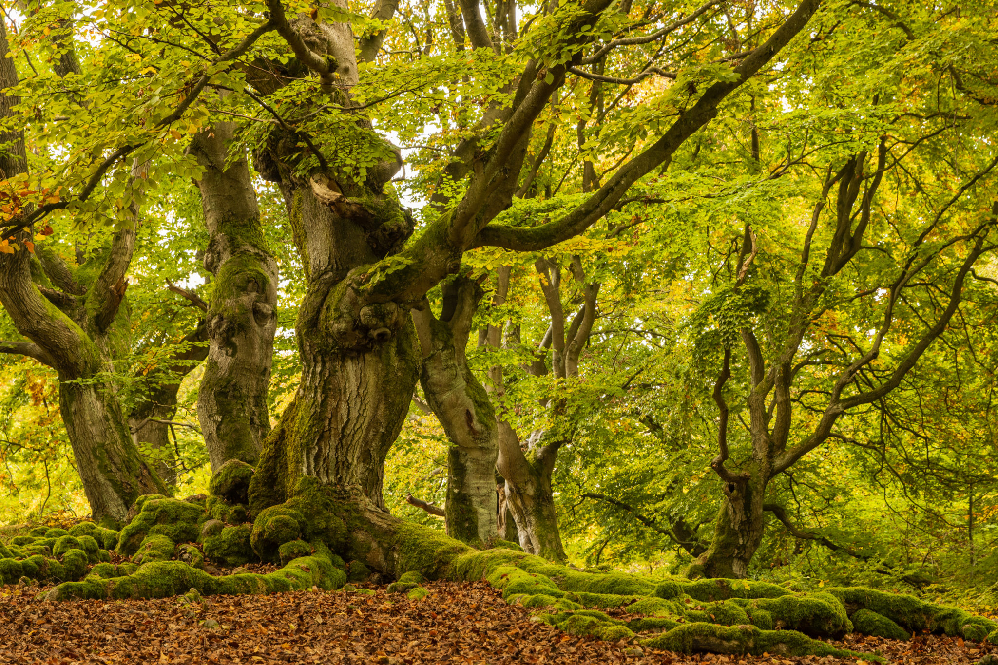 Der Kellerwald Naturfotografie Peter Ulrich