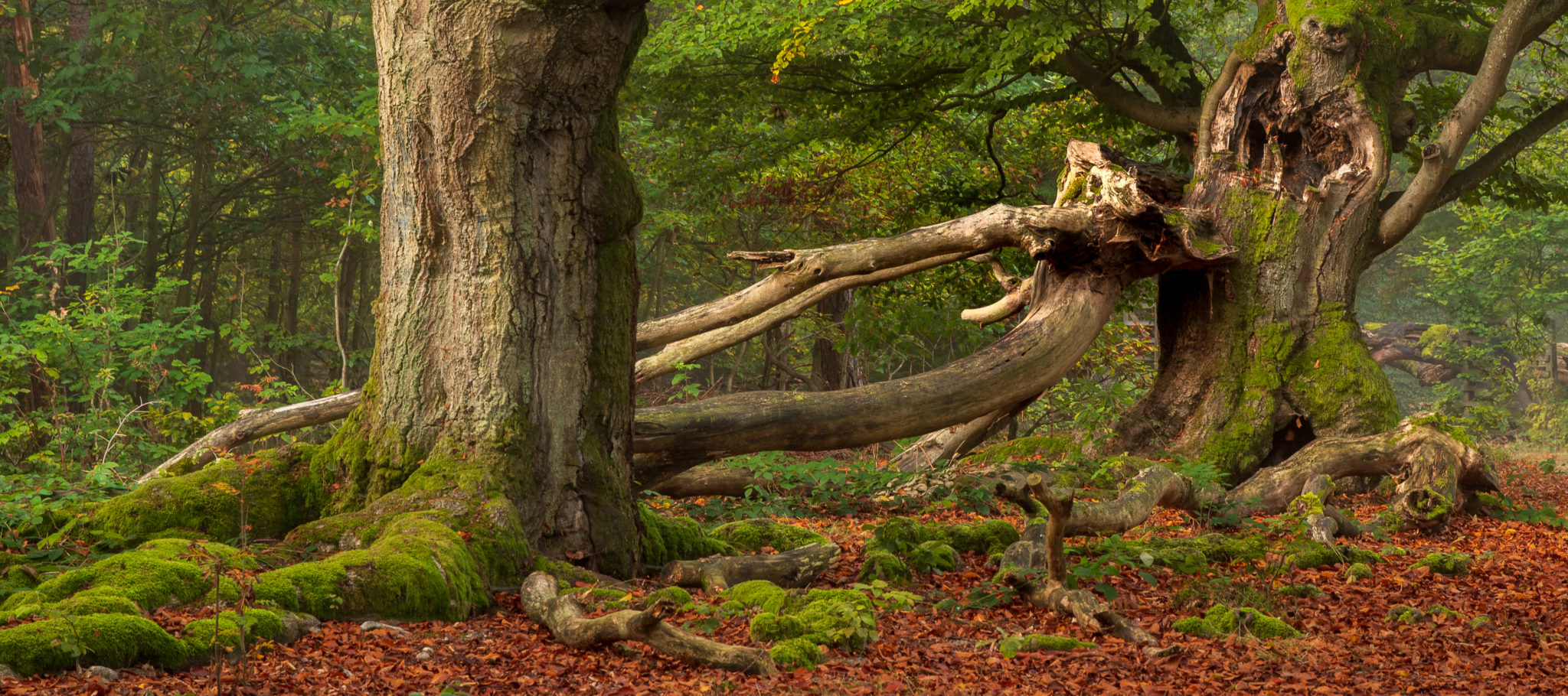 Der Kellerwald Naturfotografie Peter Ulrich