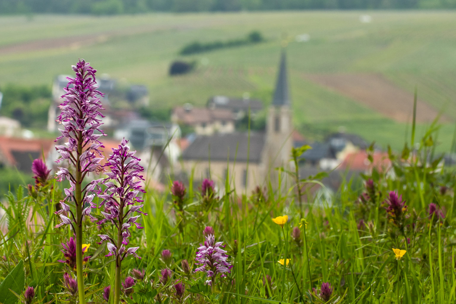 Taubertal / BadenWürtemberg Naturfotografie Peter Ulrich