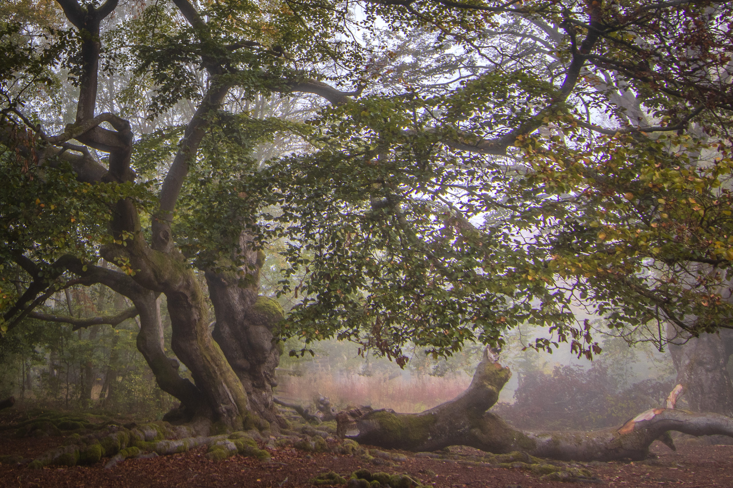 Der Kellerwald Naturfotografie Peter Ulrich